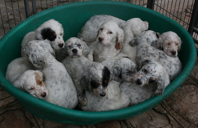 Photo Elevage Du Moulin De L Auray Eleveur De Chiens Setter Anglais