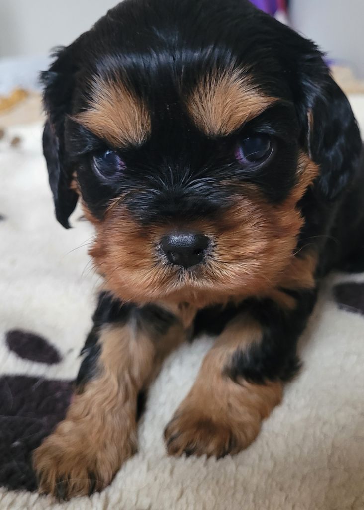 Elevage Du Moulin De L Auray Eleveur De Chiens Cavalier King Charles