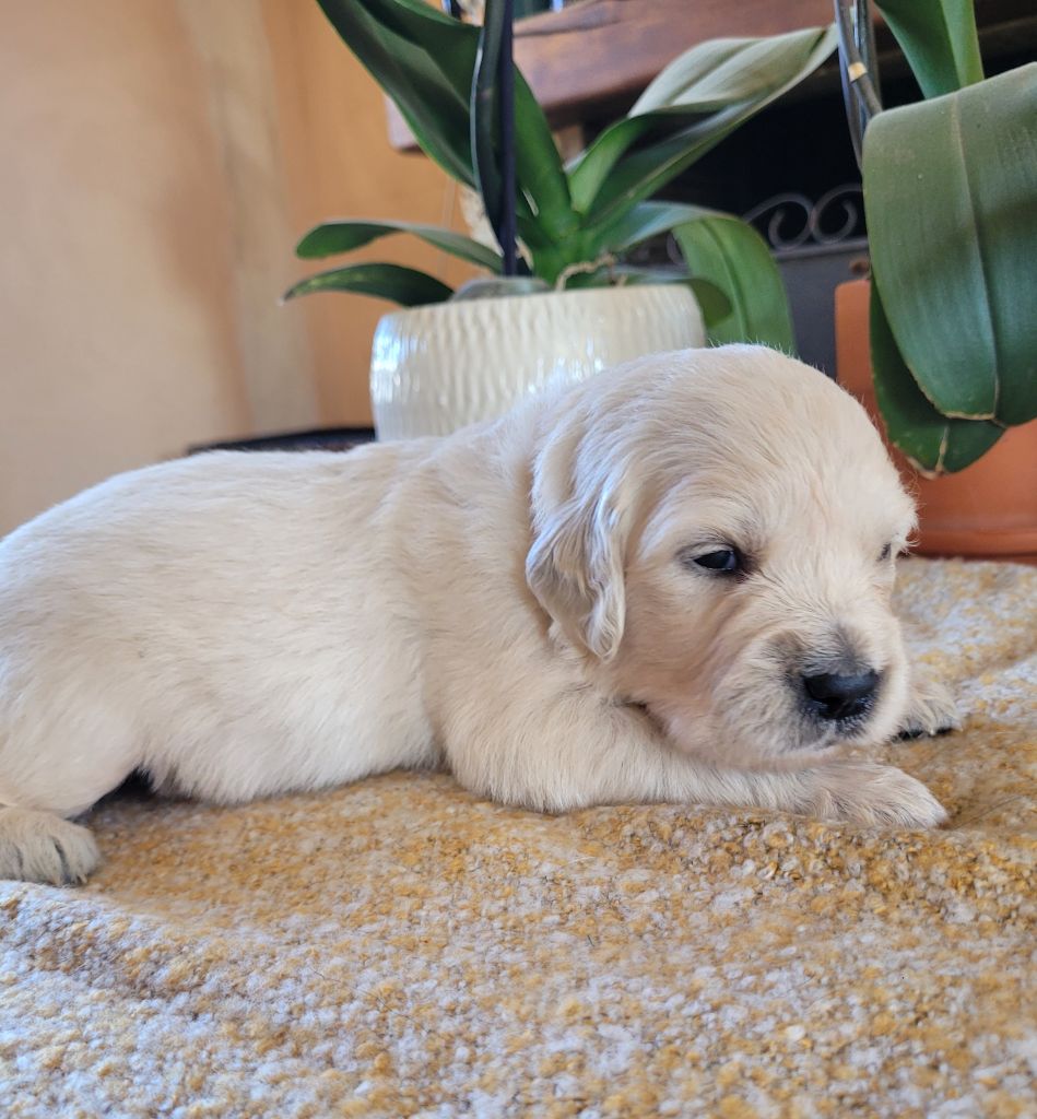 du moulin de l'Auray - Chiot disponible  - Golden Retriever