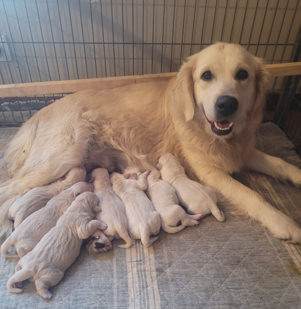 chiot Golden Retriever du moulin de l'Auray