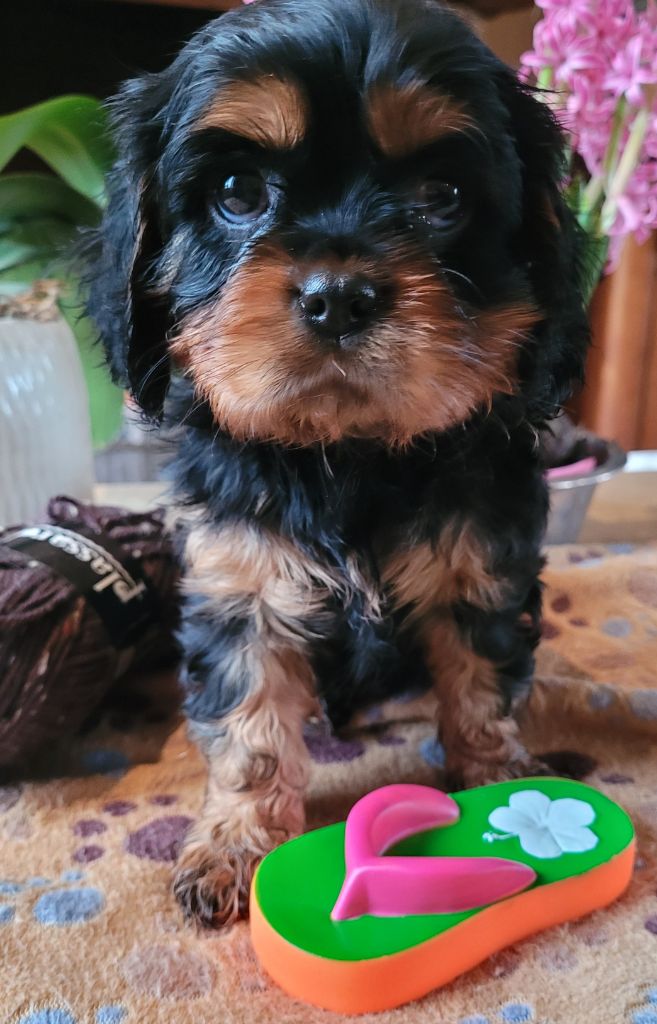 du moulin de l'Auray - Chiot disponible  - Cavalier King Charles Spaniel