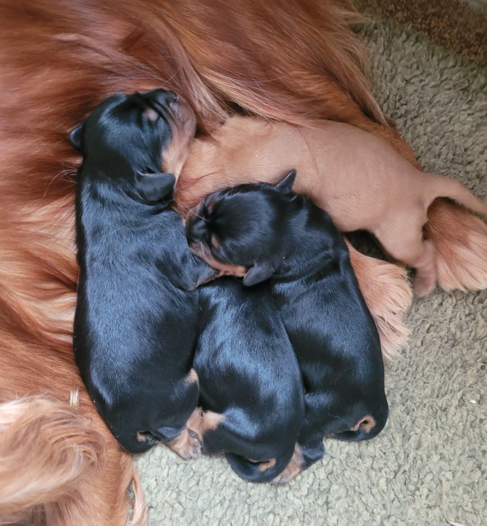 chiot Cavalier King Charles Spaniel du moulin de l'Auray