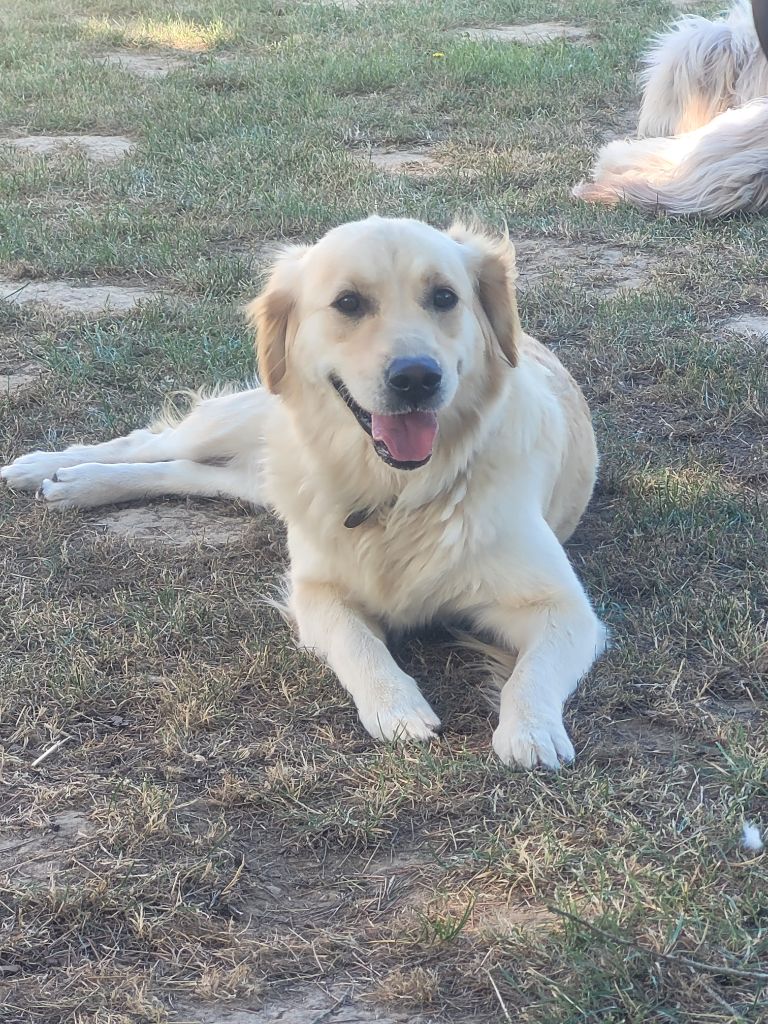 Ullia des Prairies de la Guyonne