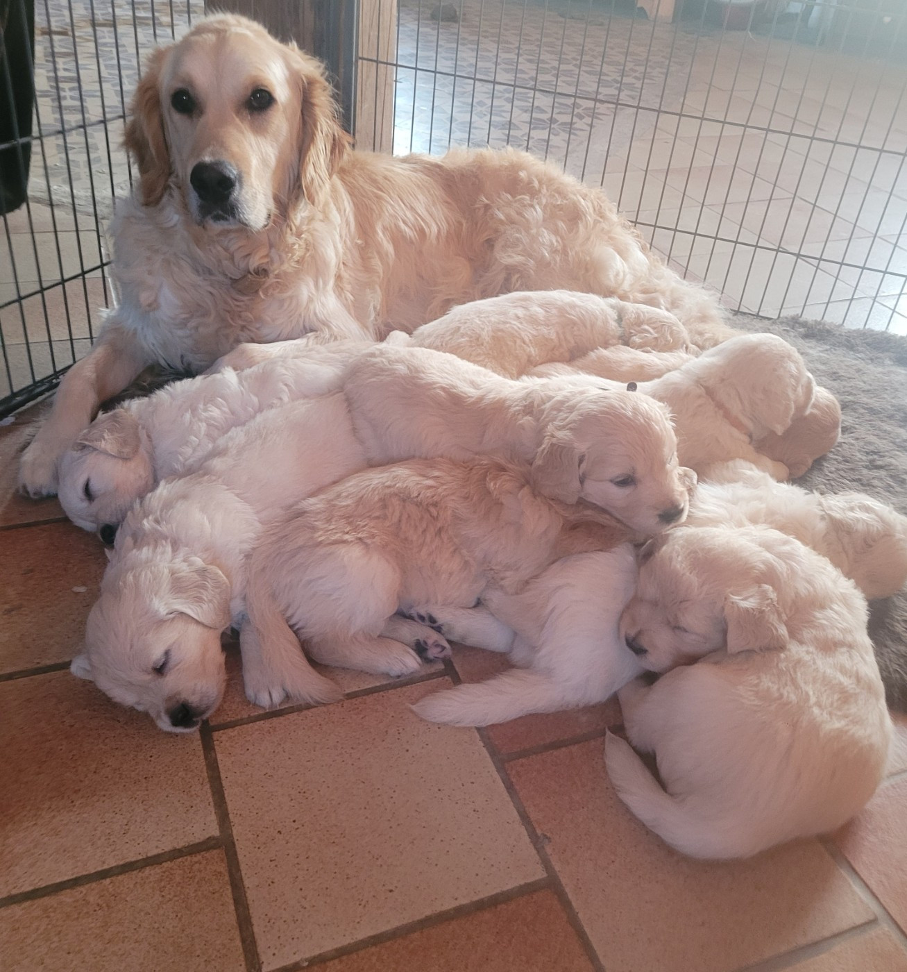 Disponible à la réservation jolis bébés