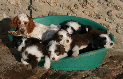 du moulin de l'Auray - les bébés D'Anais avec la copine setters
