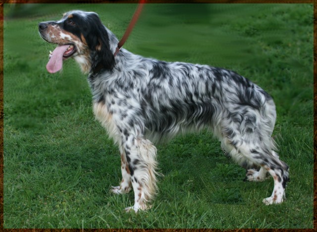 chiens nés à l'élevage