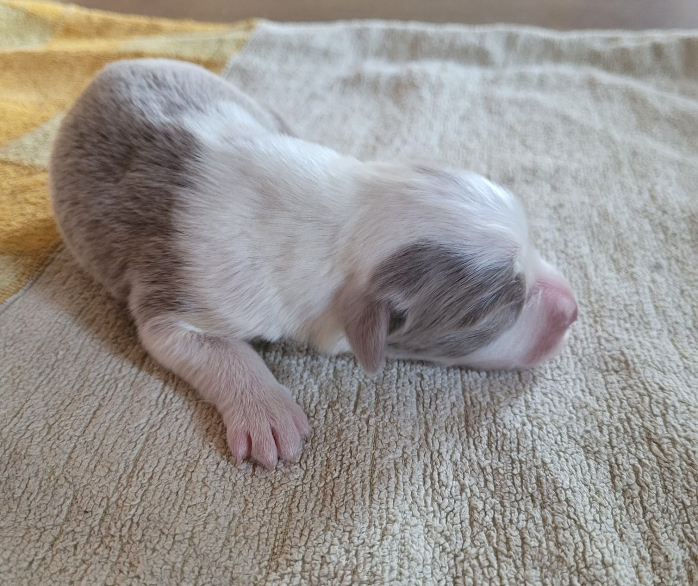 du moulin de l'Auray - Chiots disponibles - Bearded Collie