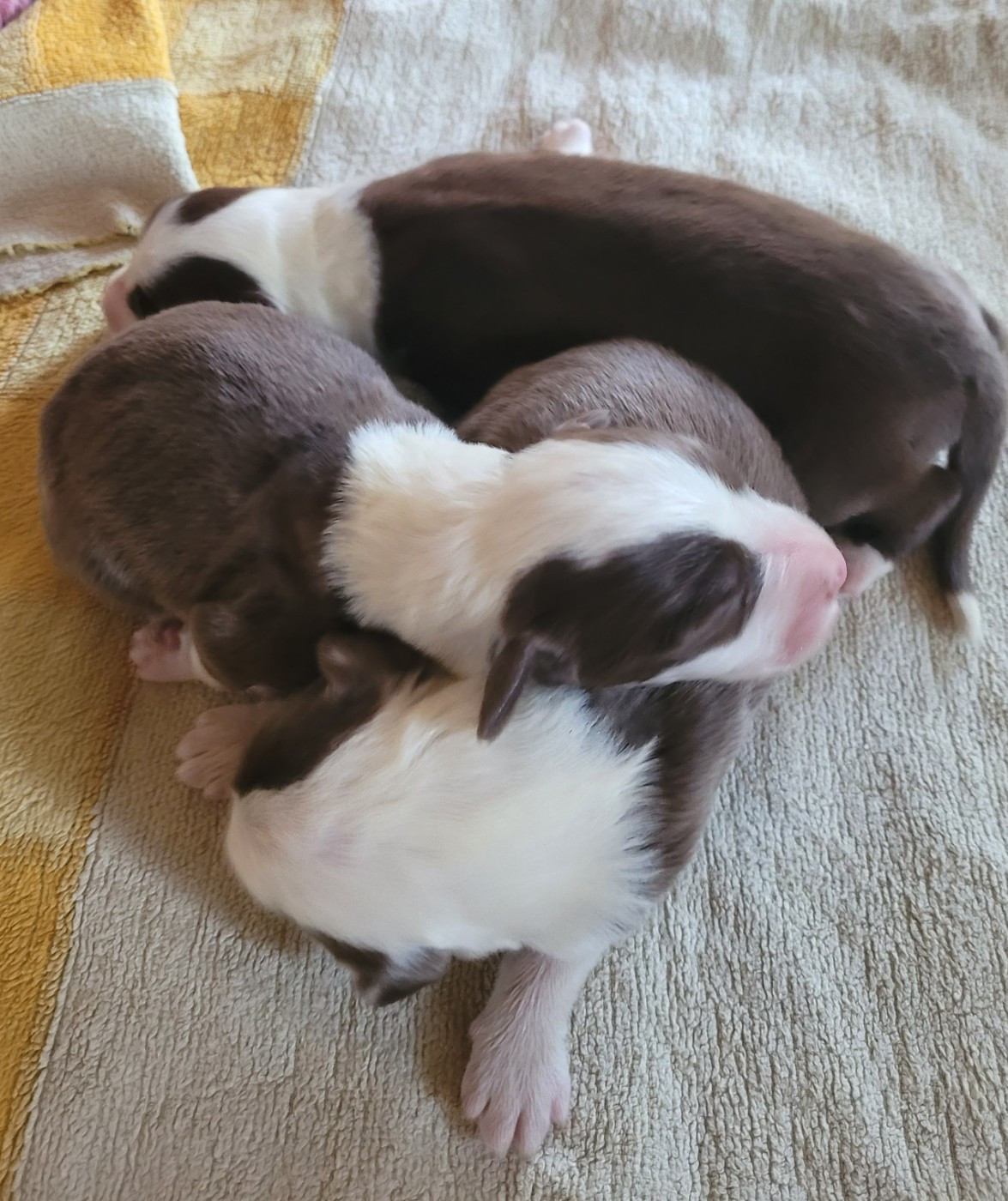 du moulin de l'Auray - Chiots disponibles - Bearded Collie