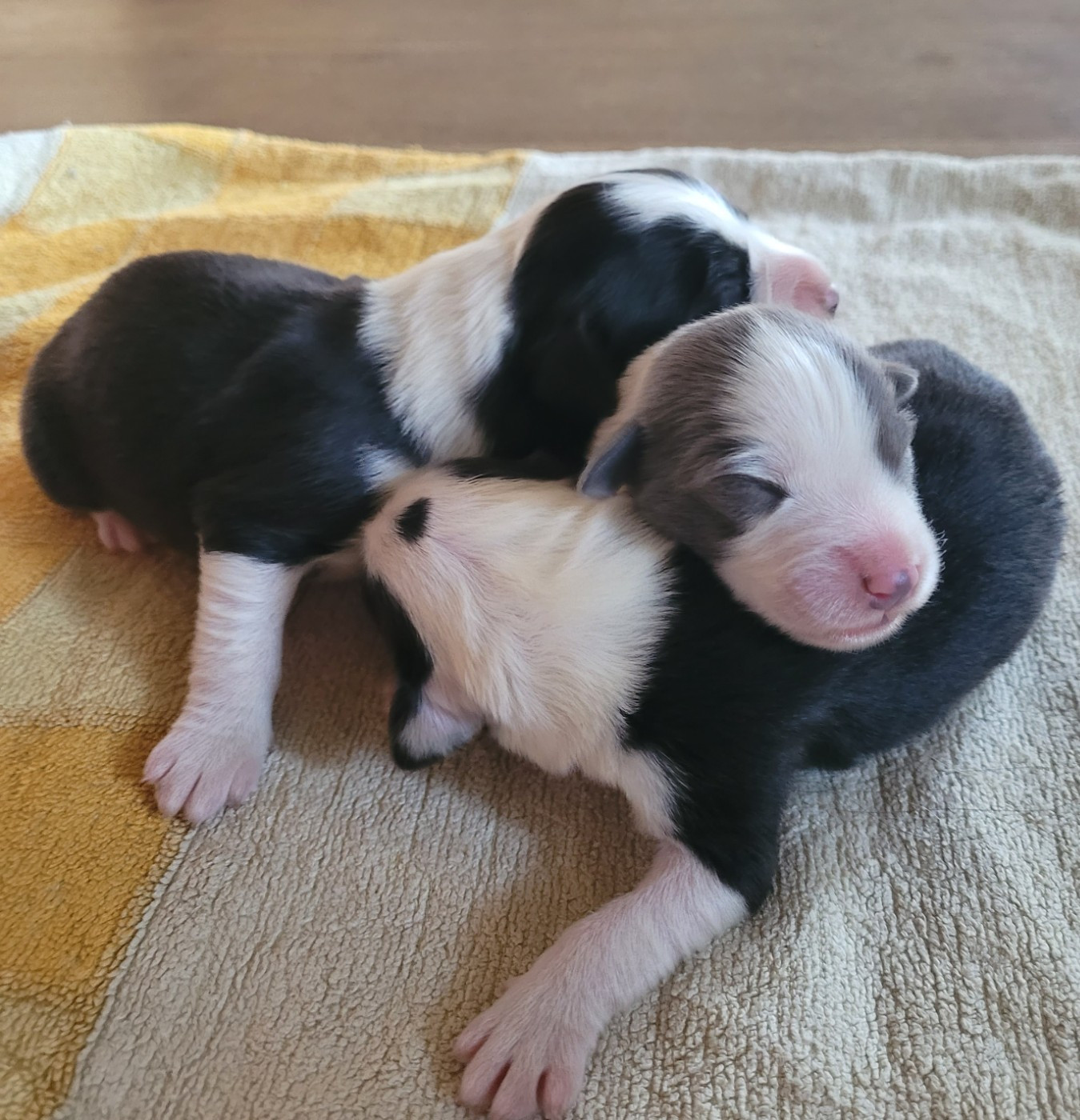 du moulin de l'Auray - Chiots disponibles - Bearded Collie