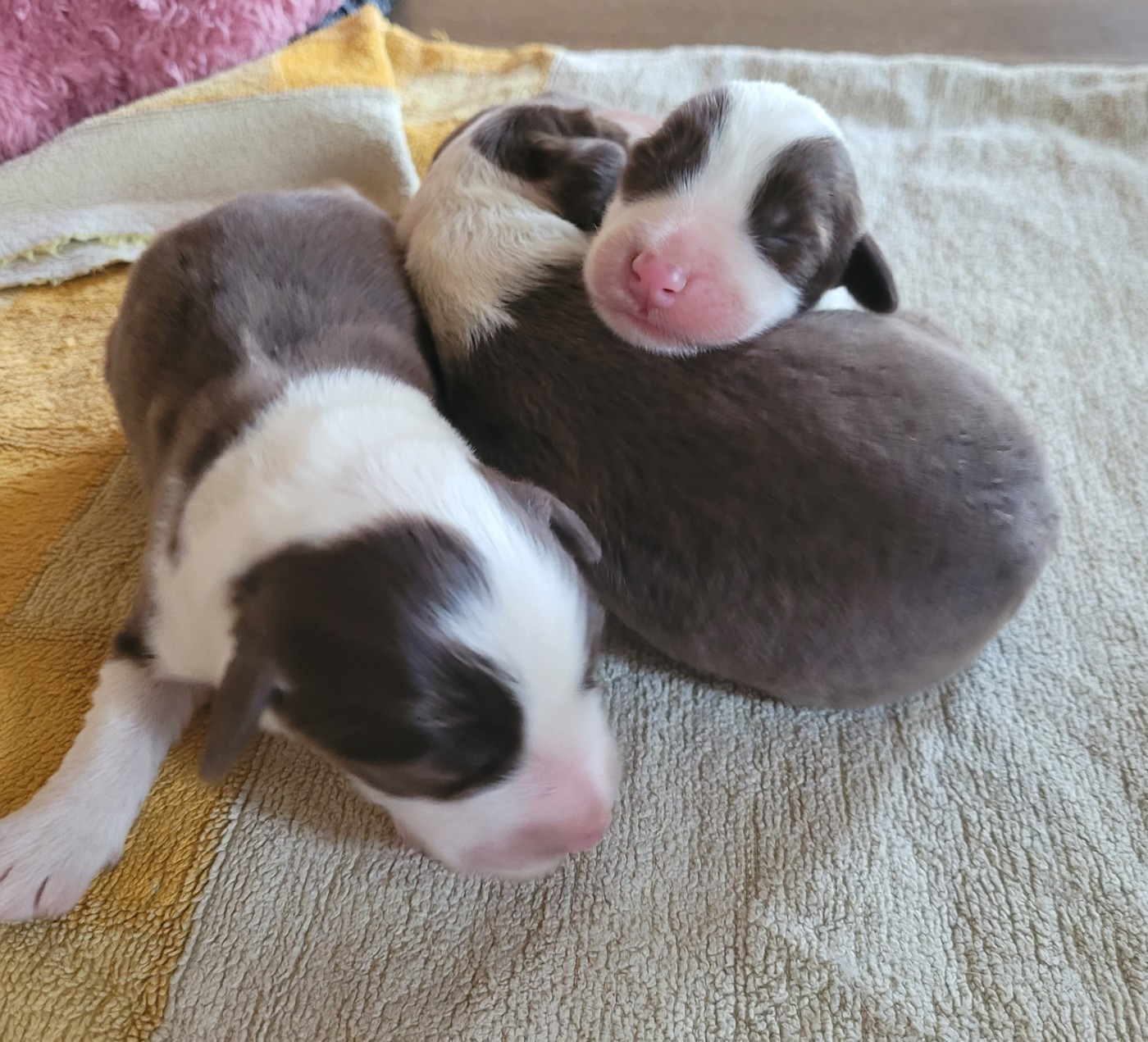 du moulin de l'Auray - Chiots disponibles - Bearded Collie