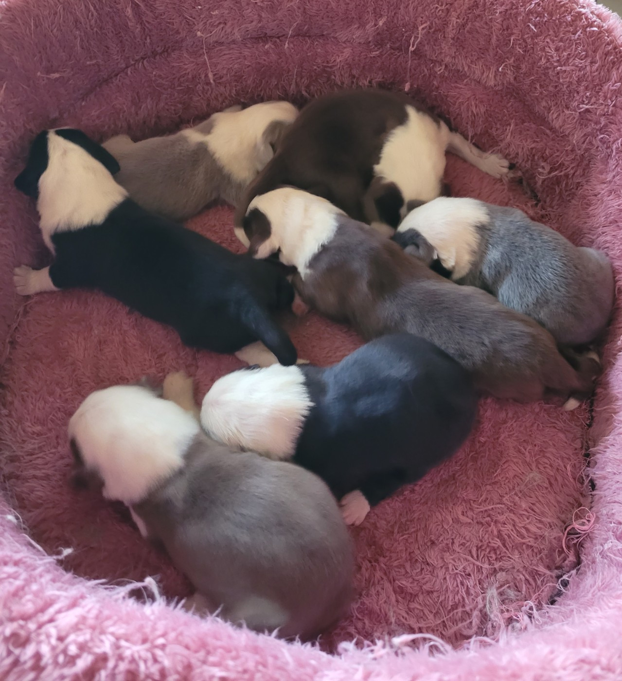 Chiot Bearded Collie du moulin de l'Auray