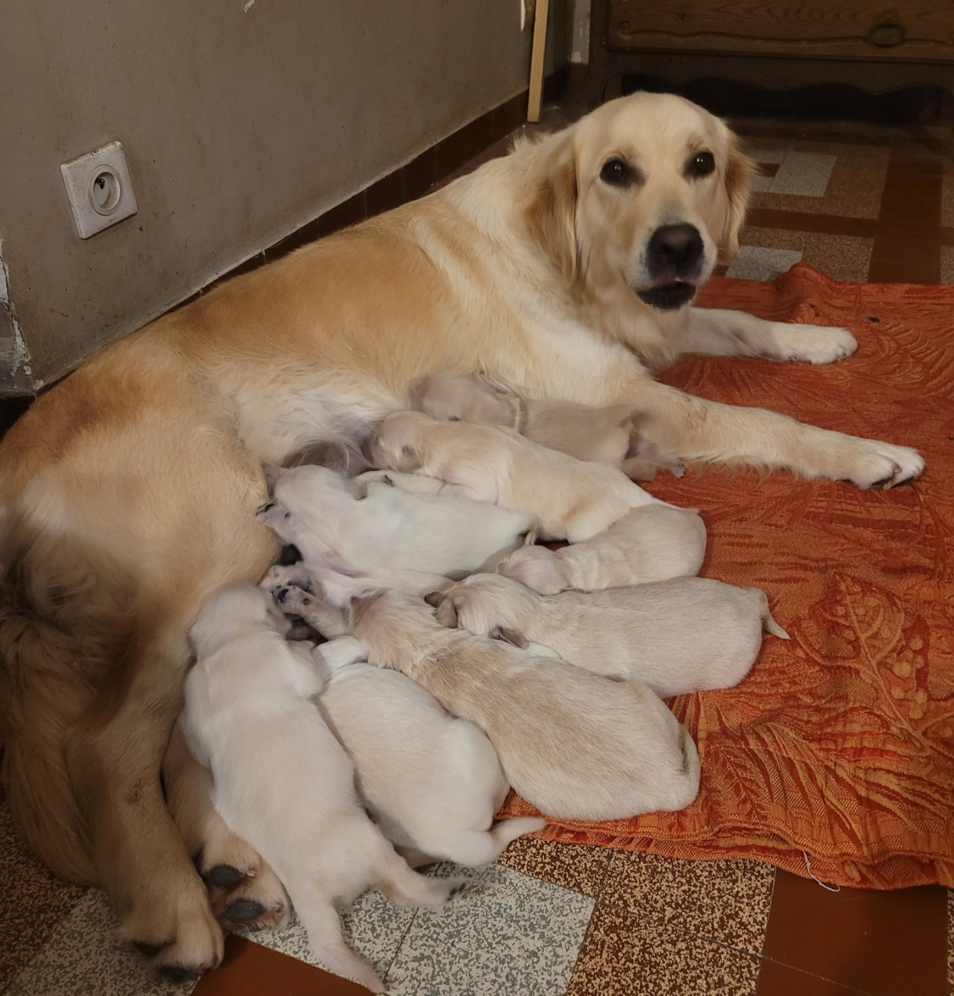 du moulin de l'Auray - Chiots disponibles - Golden Retriever