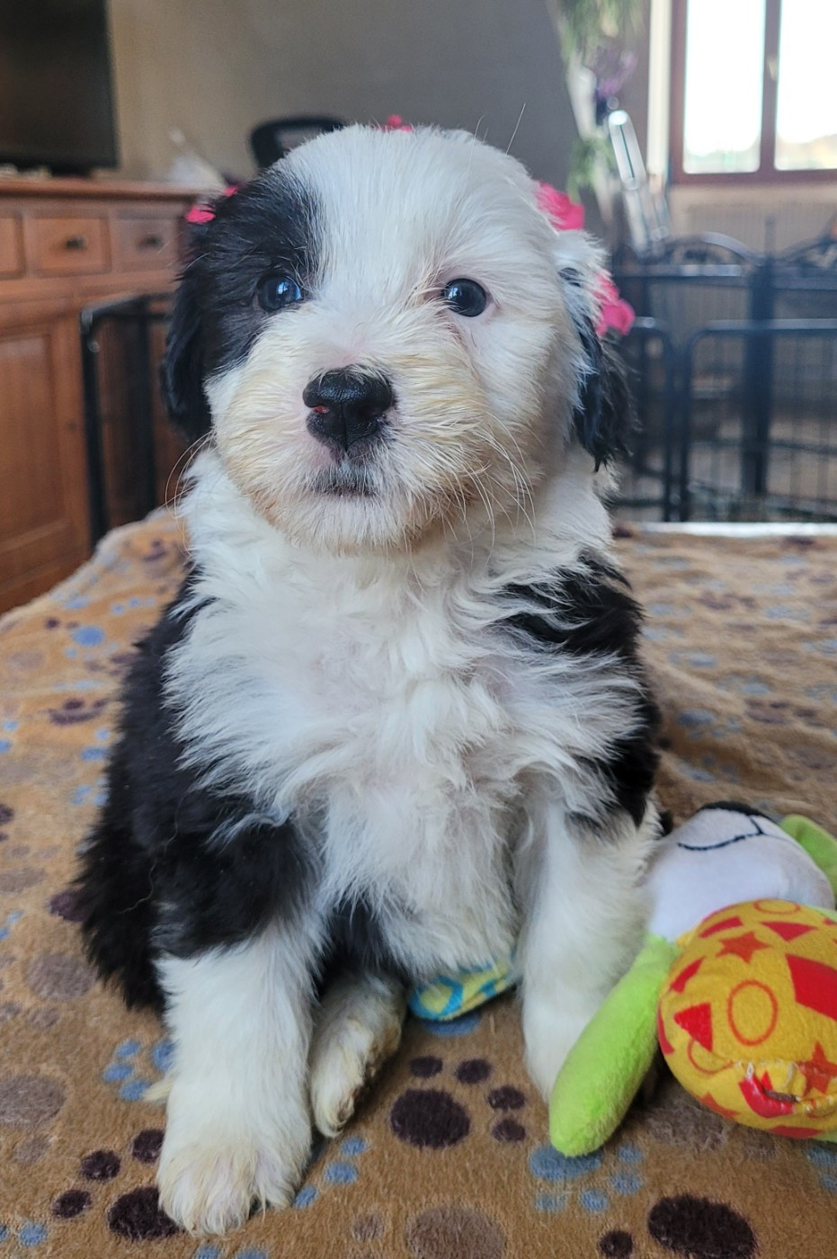 du moulin de l'Auray - Chiots disponibles - Bearded Collie