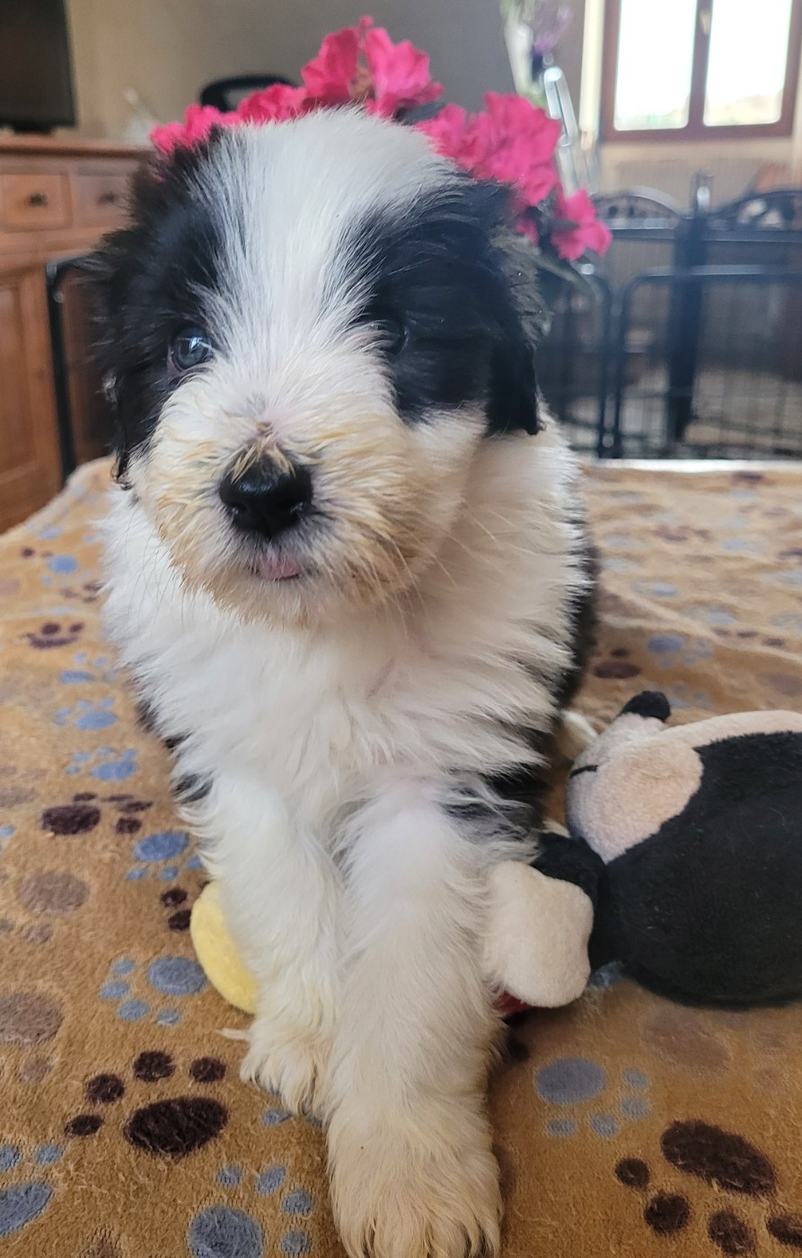 du moulin de l'Auray - Chiots disponibles - Bearded Collie