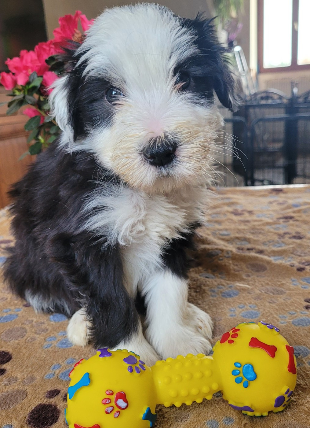 du moulin de l'Auray - Chiots disponibles - Bearded Collie