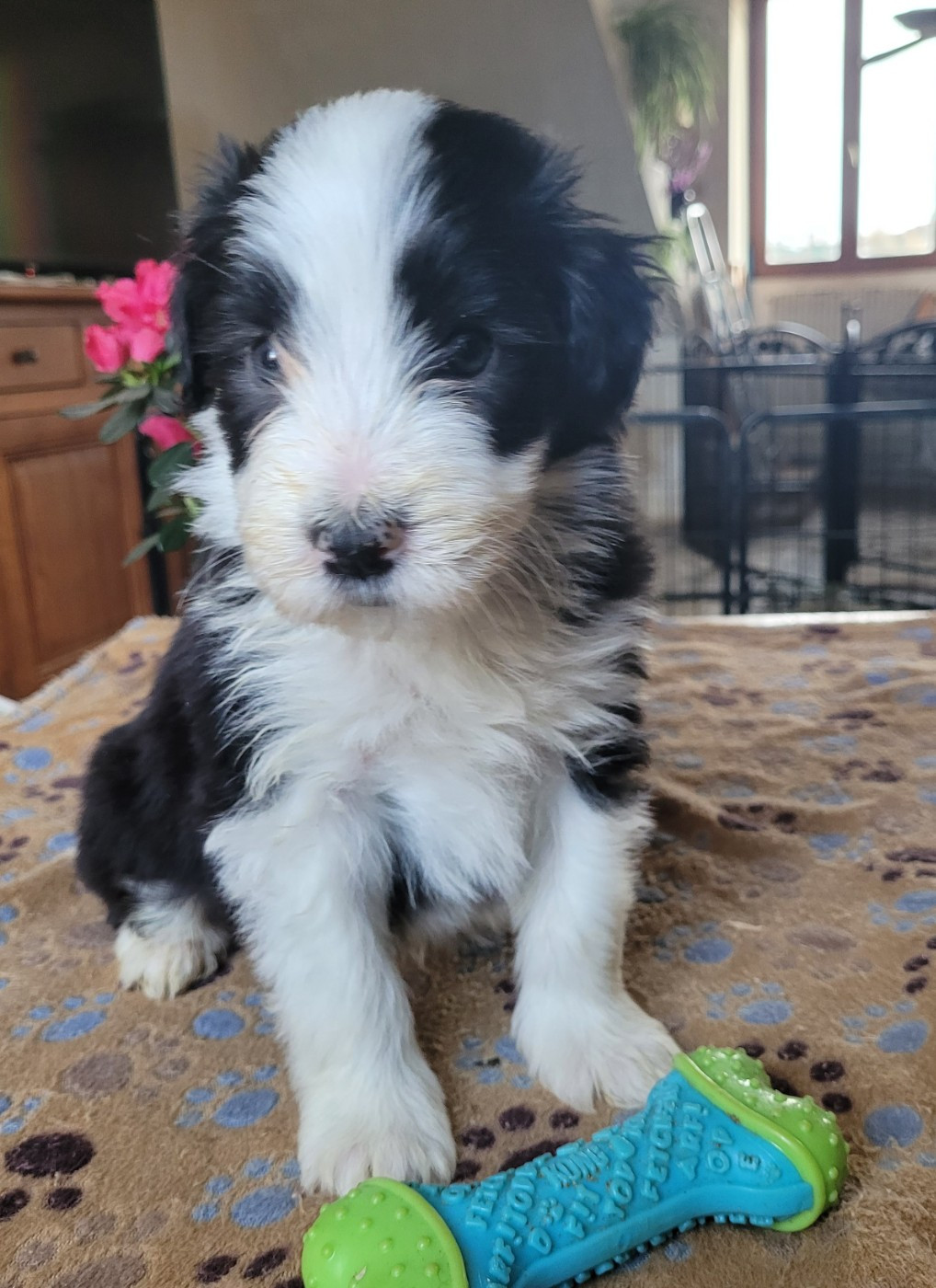 du moulin de l'Auray - Chiots disponibles - Bearded Collie