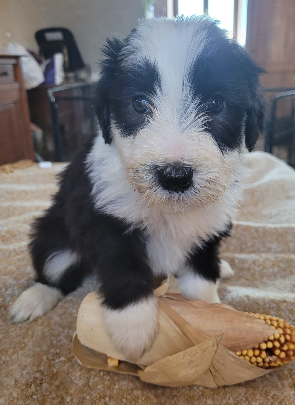 du moulin de l'Auray - Chiots disponibles - Bearded Collie