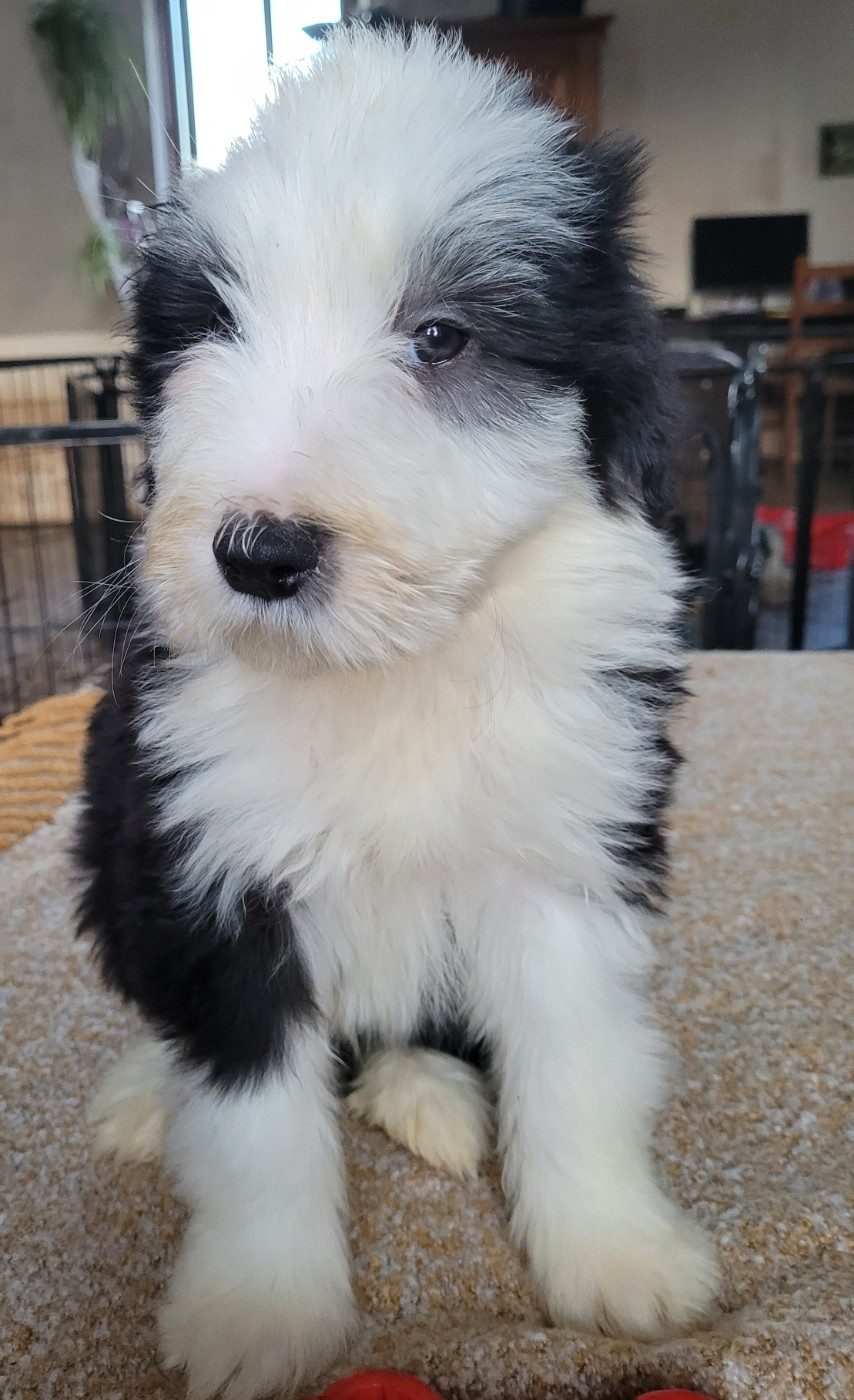 du moulin de l'Auray - Chiots disponibles - Bearded Collie