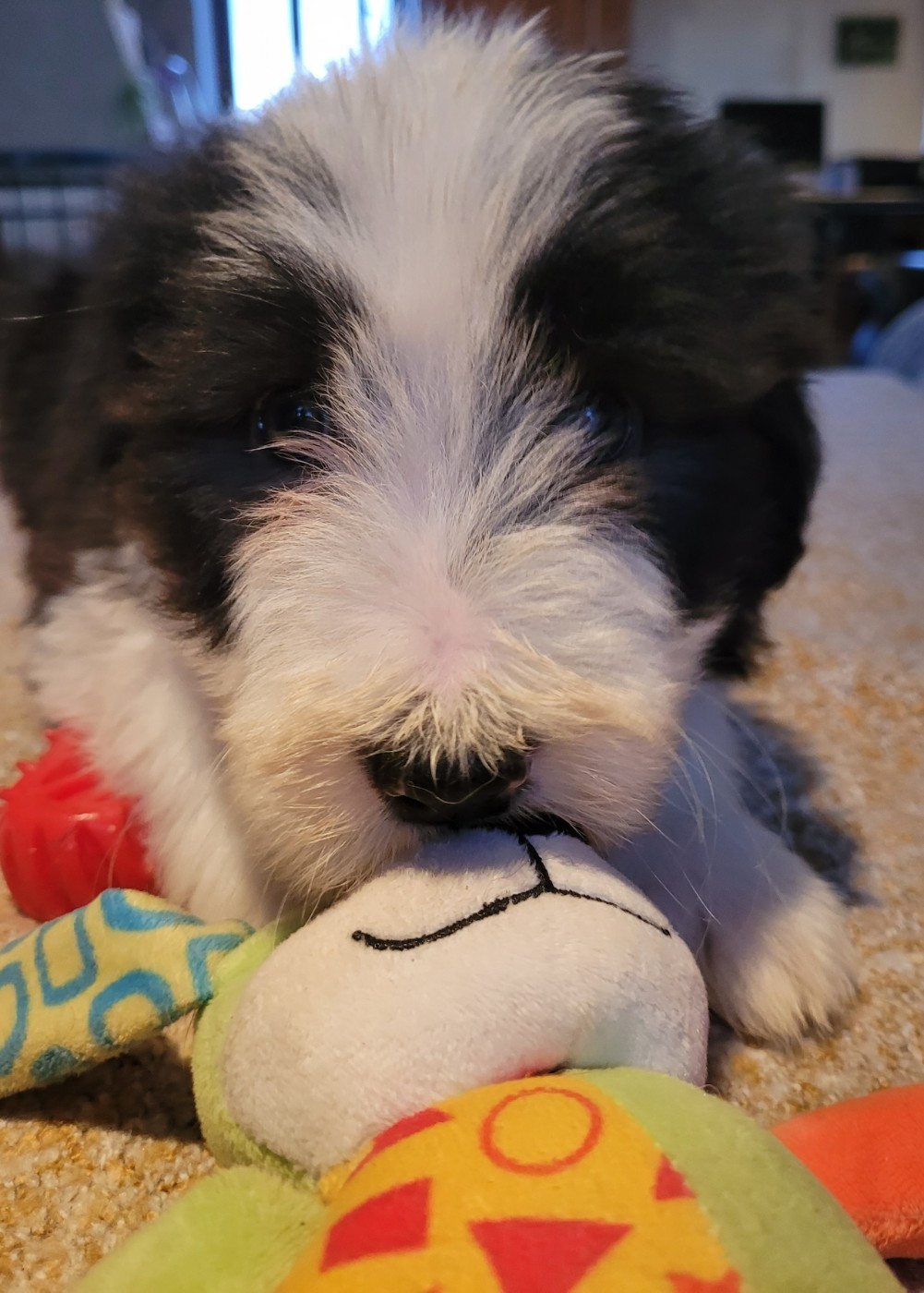 du moulin de l'Auray - Chiots disponibles - Bearded Collie