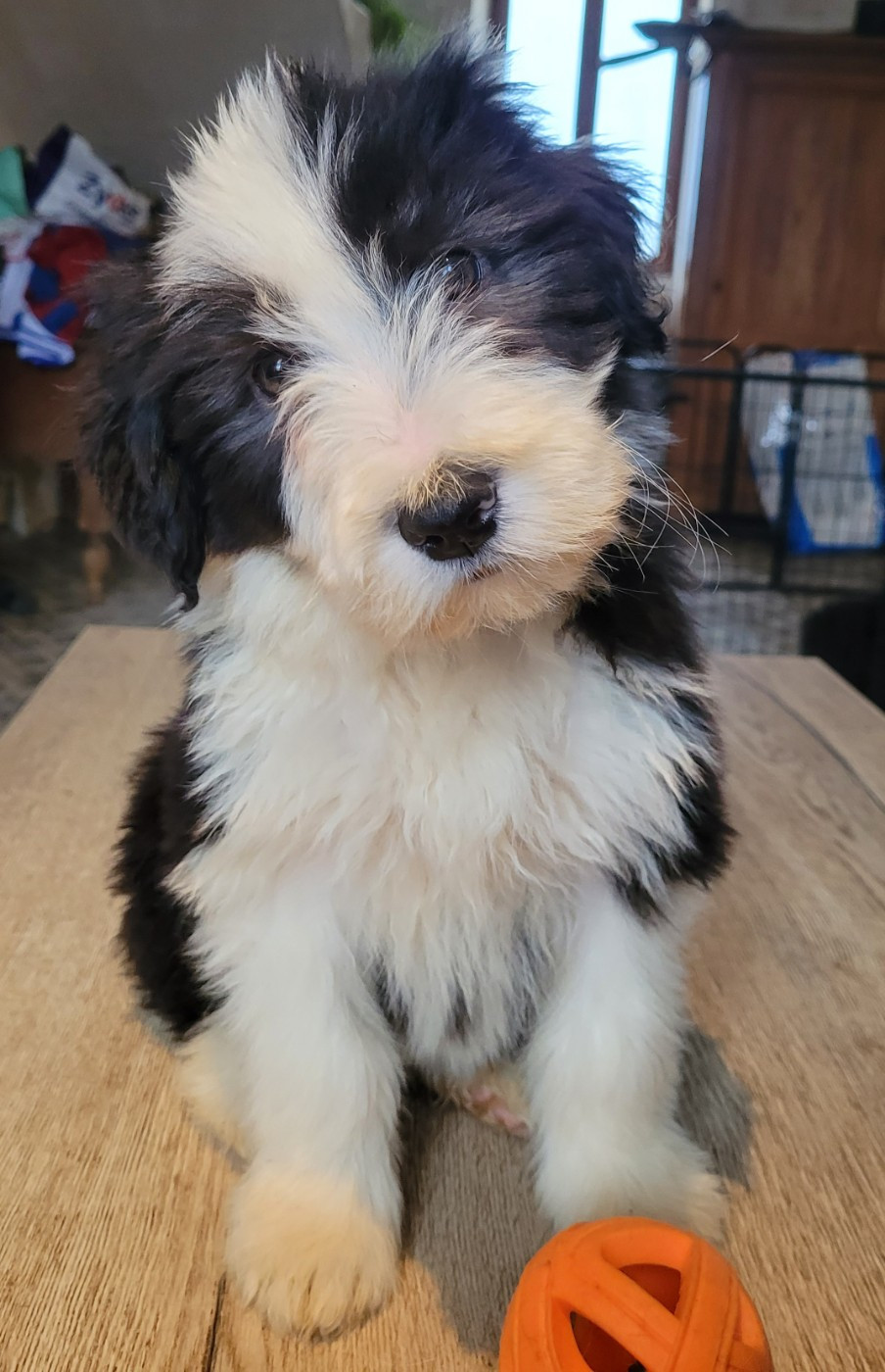 du moulin de l'Auray - Chiots disponibles - Bearded Collie