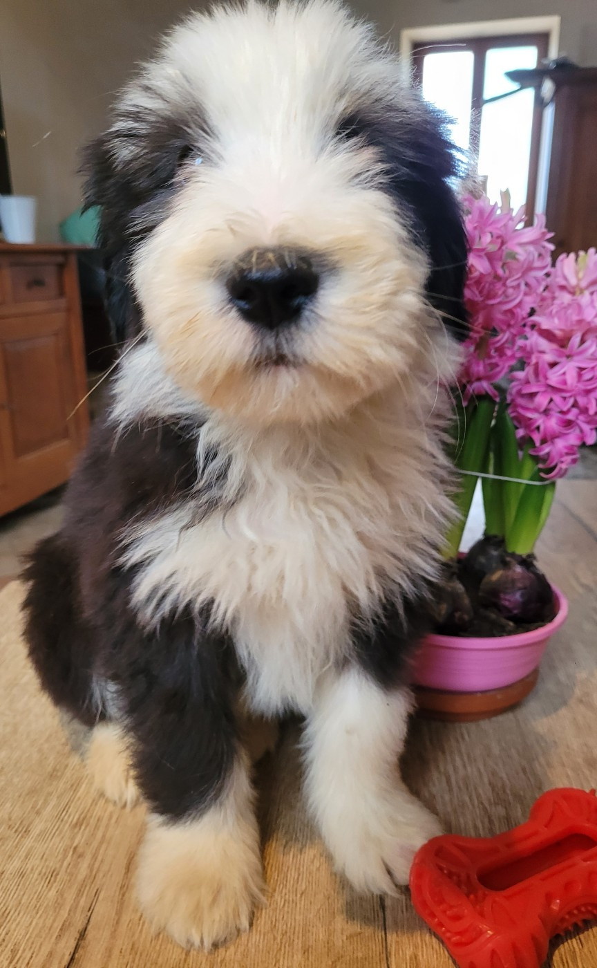 du moulin de l'Auray - Chiots disponibles - Bearded Collie