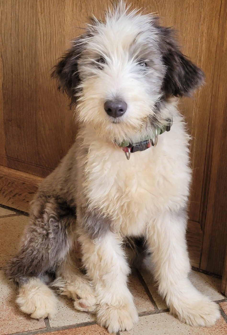 du moulin de l'Auray - Chiots disponibles - Bearded Collie