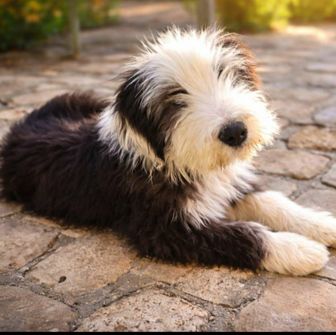 du moulin de l'Auray - Chiots disponibles - Bearded Collie