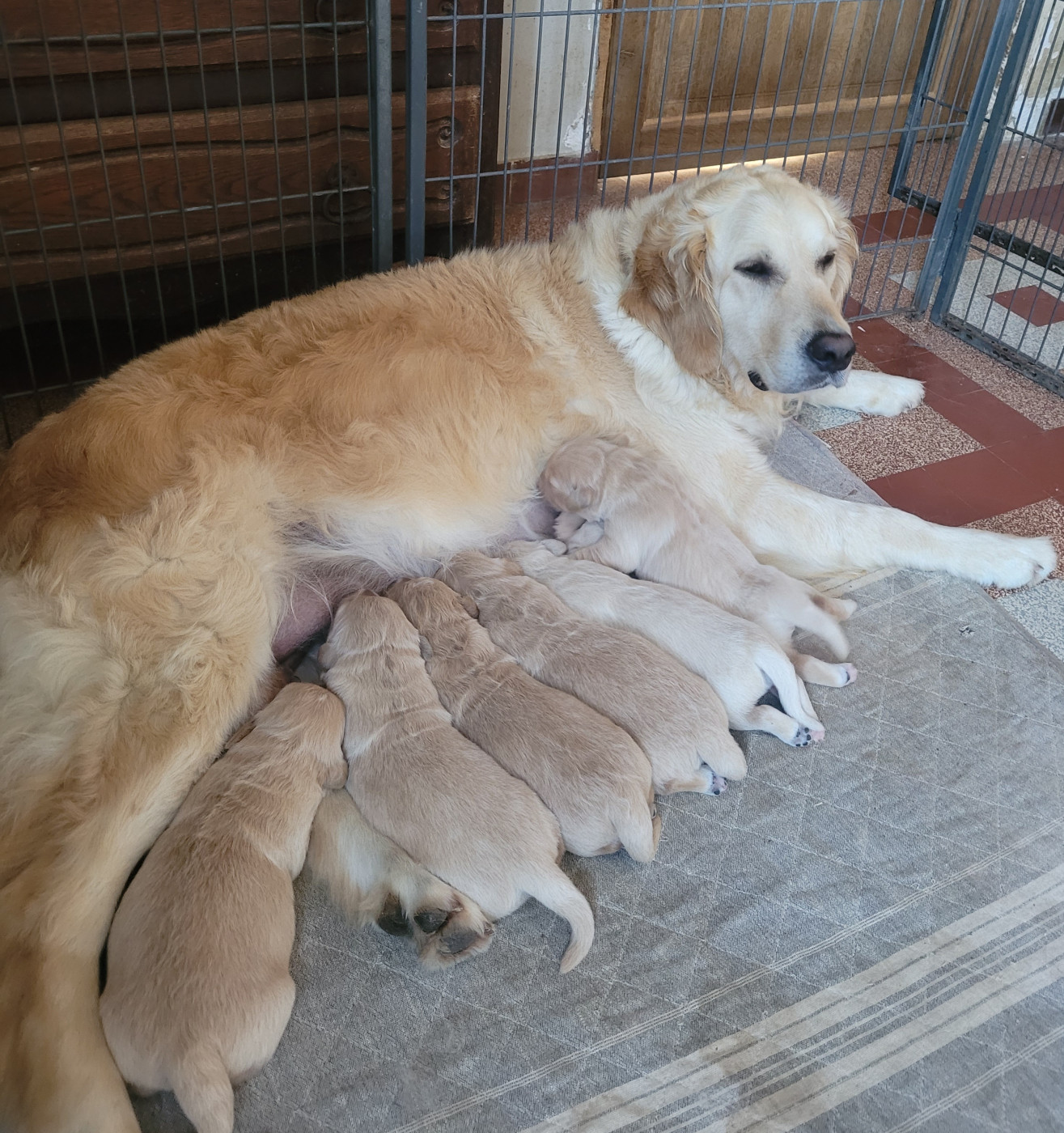 Chiot Golden Retriever du moulin de l'Auray