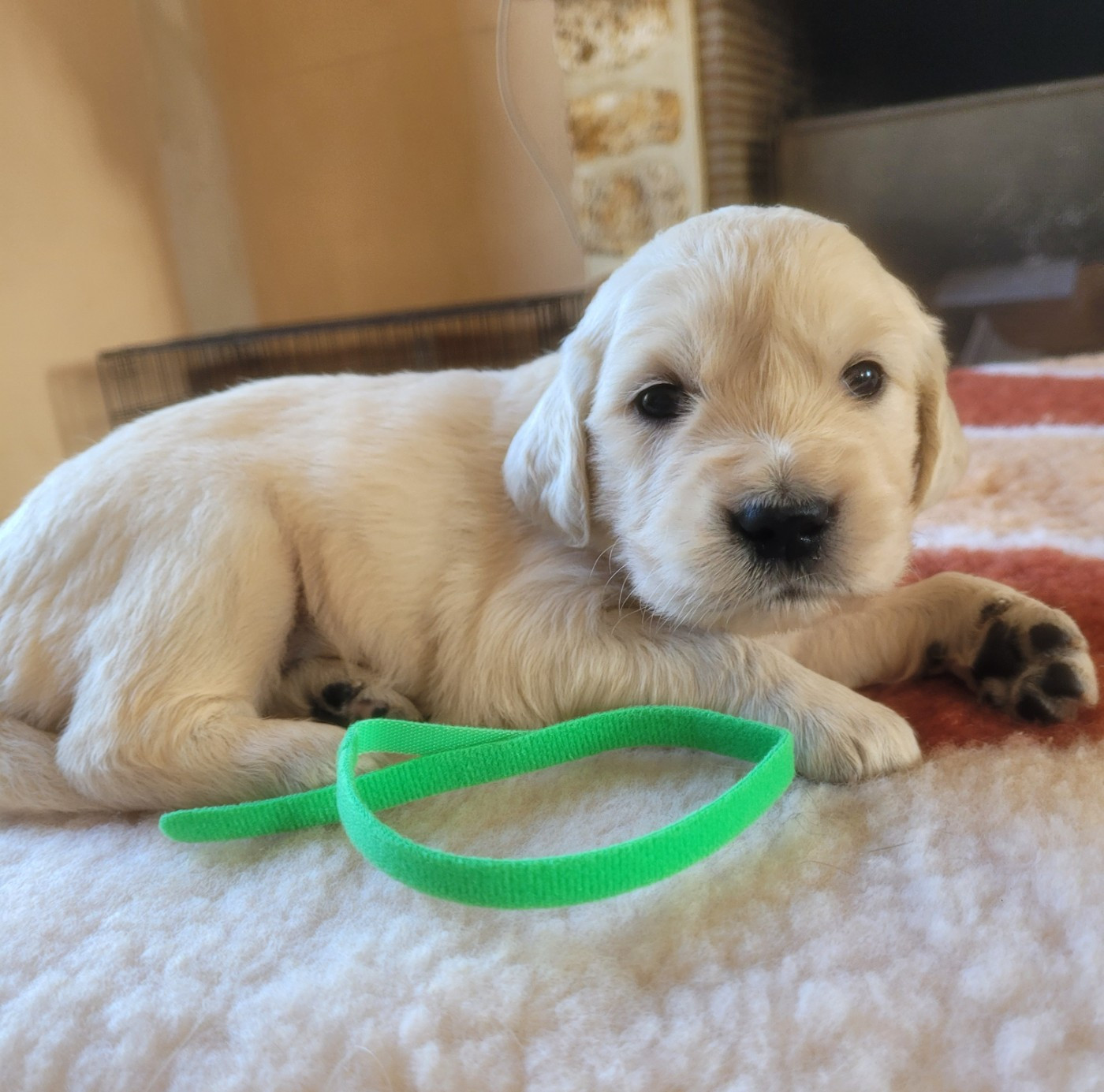du moulin de l'Auray - Chiots disponibles - Golden Retriever