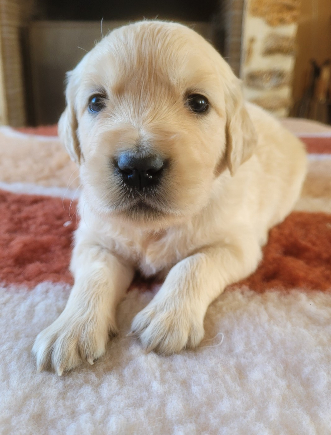 du moulin de l'Auray - Chiots disponibles - Golden Retriever