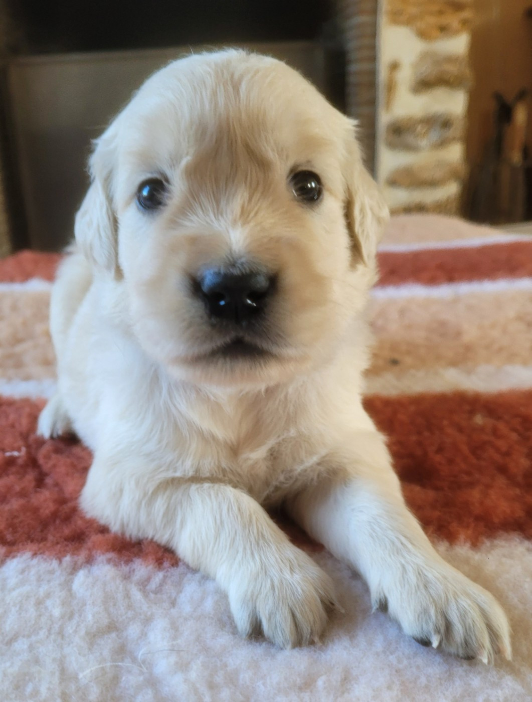 du moulin de l'Auray - Chiots disponibles - Golden Retriever