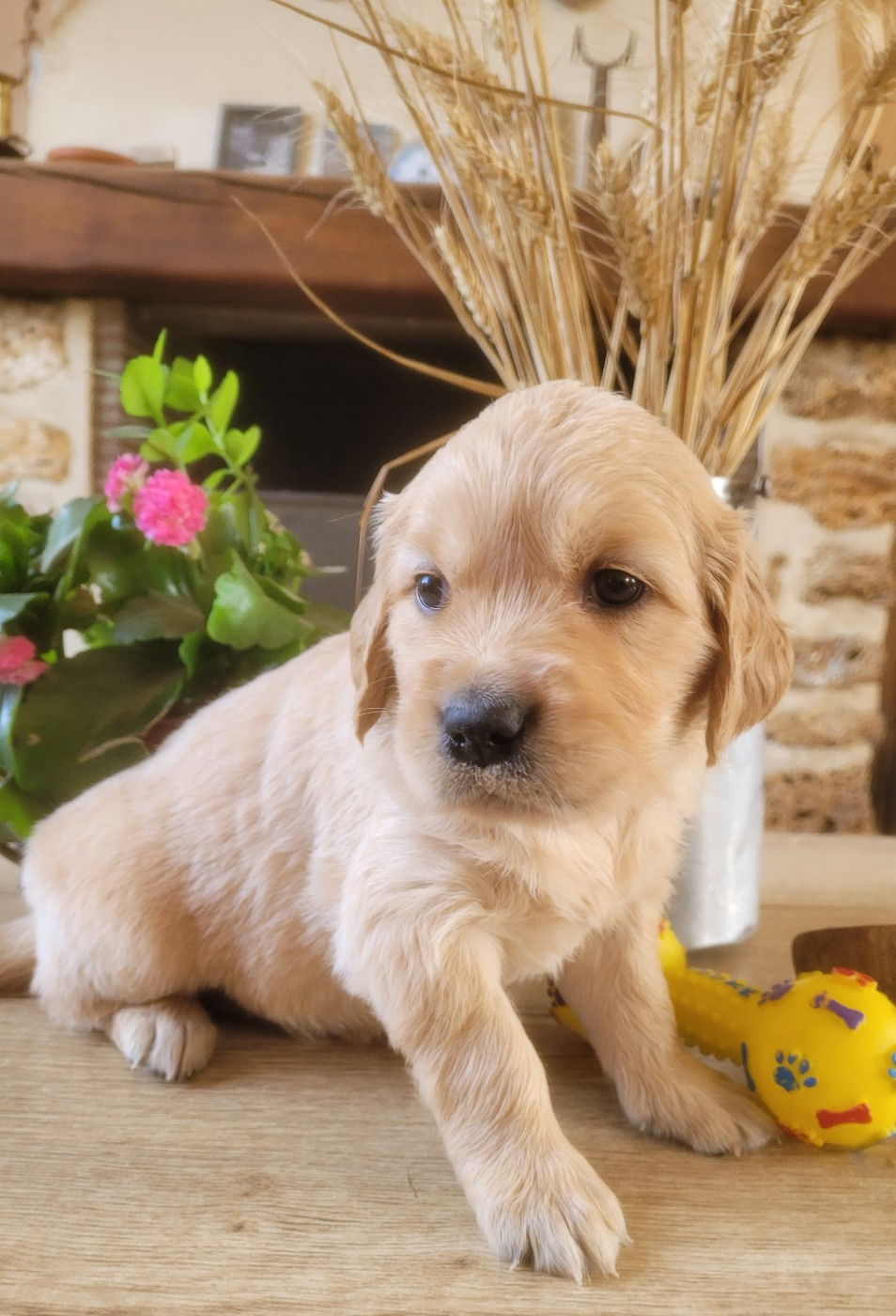 du moulin de l'Auray - Chiots disponibles - Golden Retriever