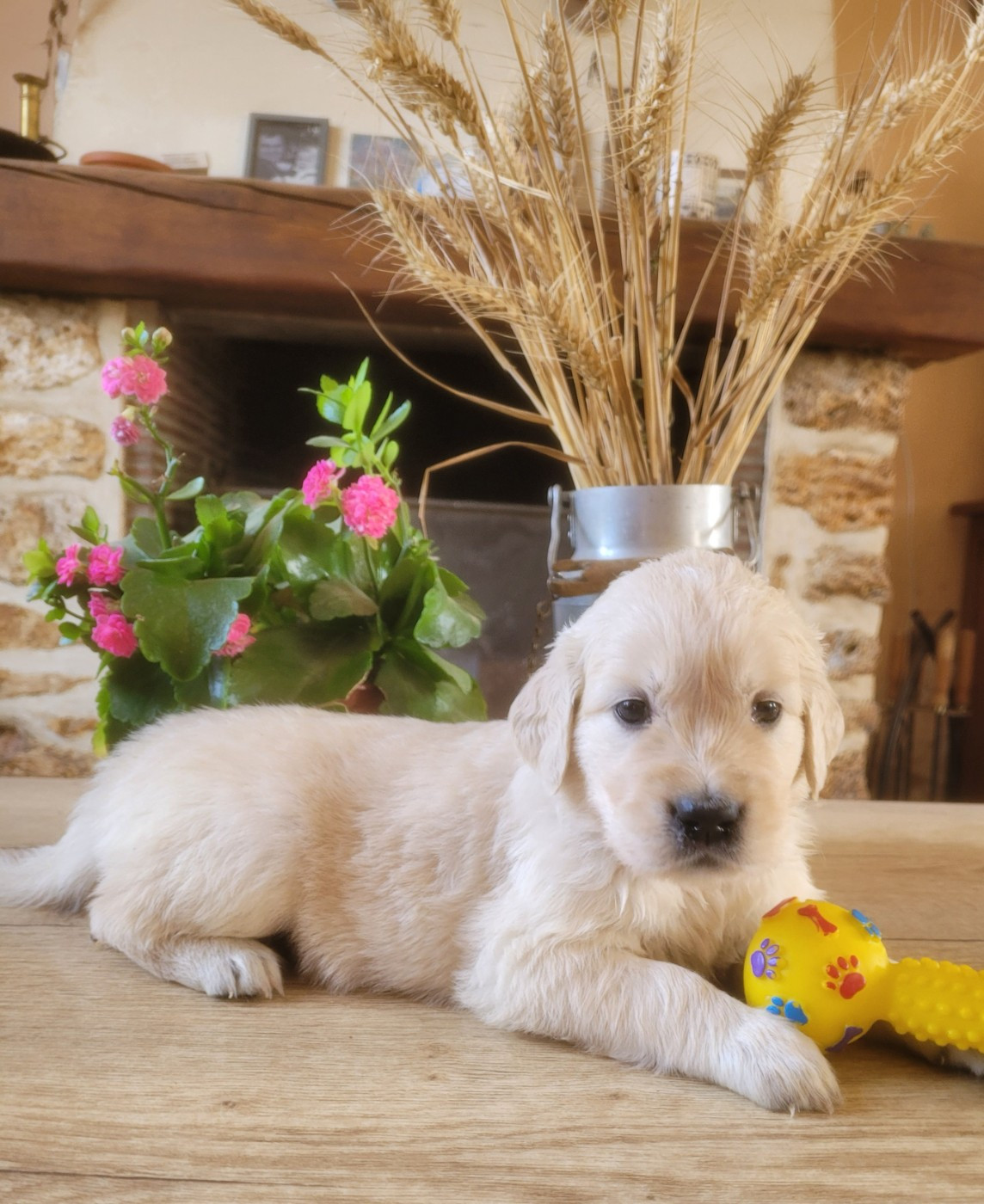 du moulin de l'Auray - Chiots disponibles - Golden Retriever