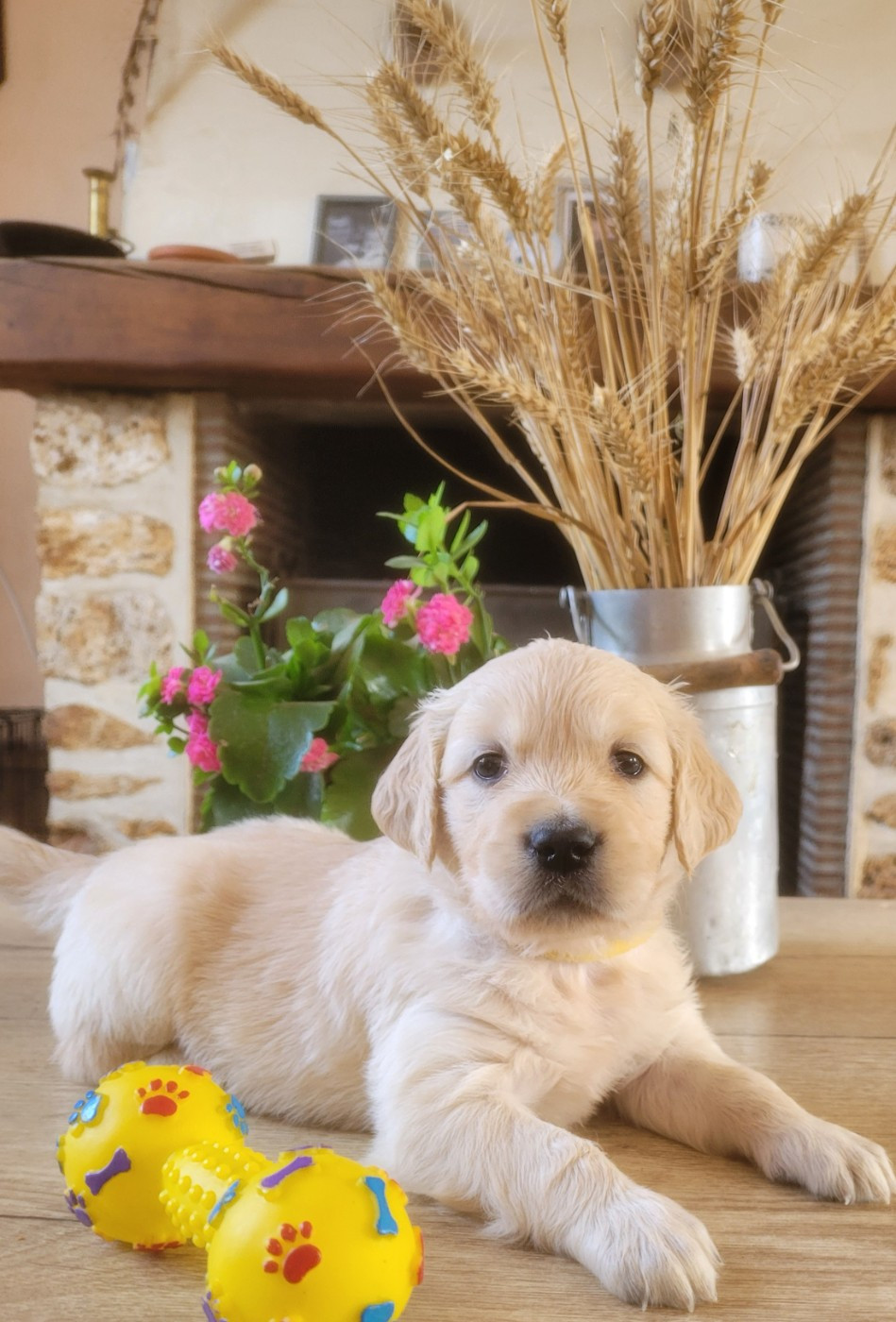 du moulin de l'Auray - Chiots disponibles - Golden Retriever