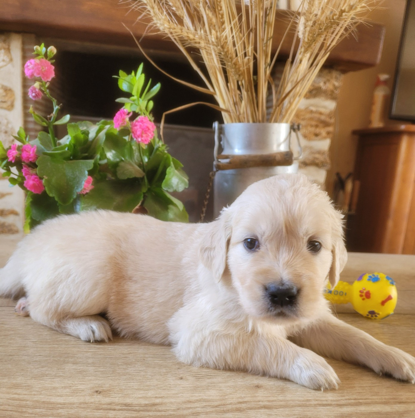 du moulin de l'Auray - Chiots disponibles - Golden Retriever