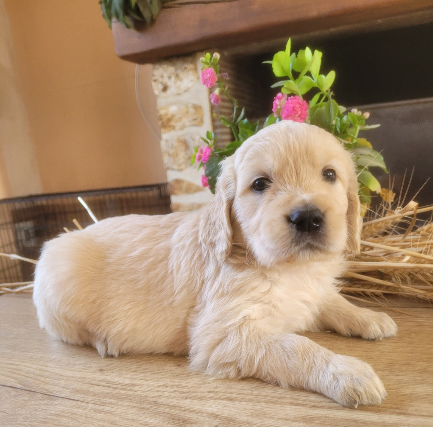 du moulin de l'Auray - Chiots disponibles - Golden Retriever
