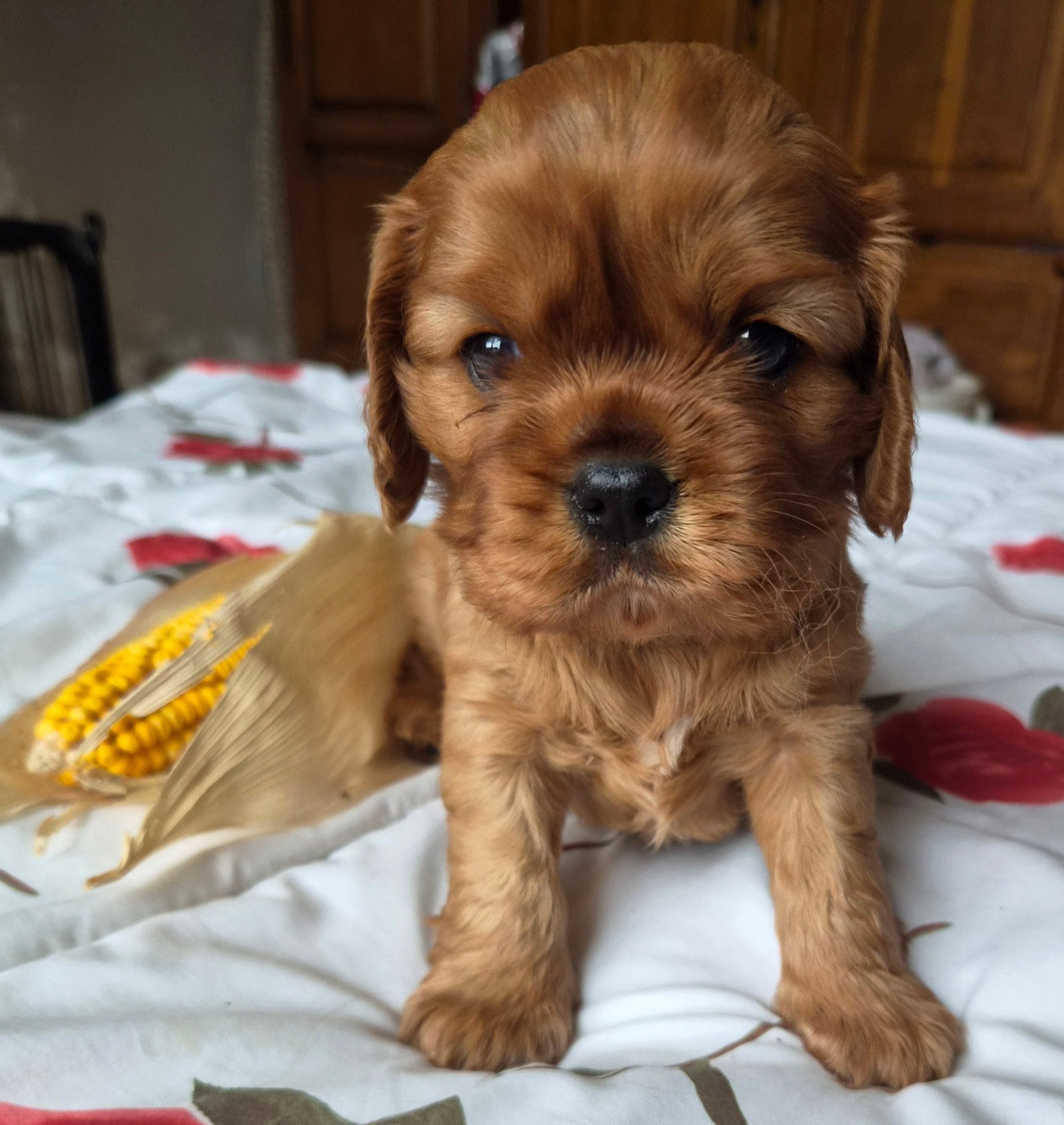 du moulin de l'Auray - Chiots disponibles - Cavalier King Charles Spaniel