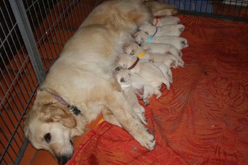 Chiot Golden Retriever du moulin de l'Auray