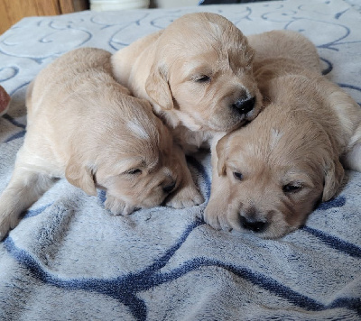 CHIOT 2