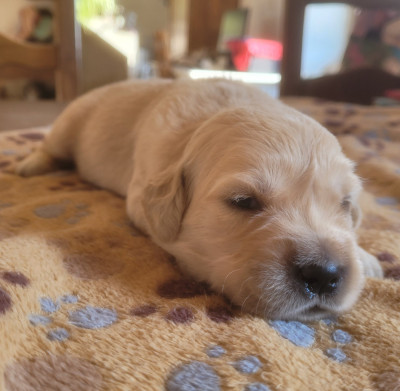 Chiot N°1