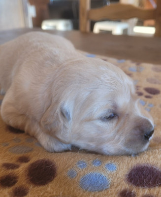 Chiot N°7