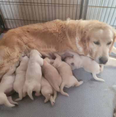 Chiot N°2