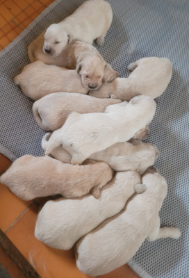 Chiot N°3