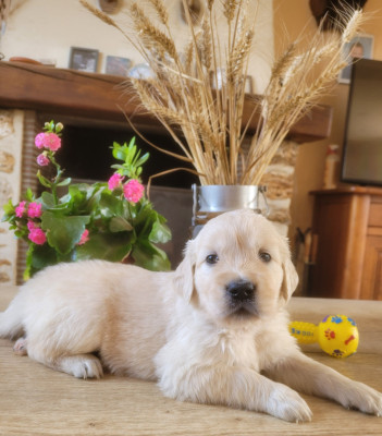 Chiot N°6