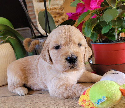 CHIOT 8