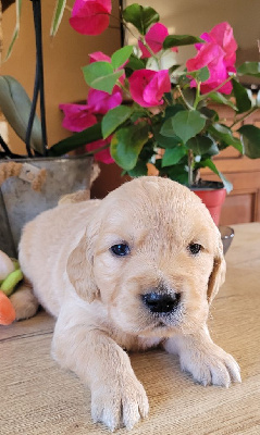 CHIOT 4