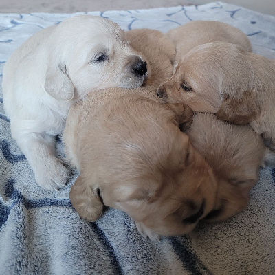 CHIOT 6