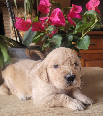 CHIOT 3