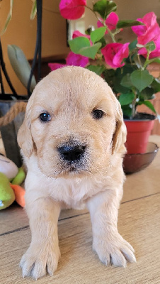 CHIOT 7