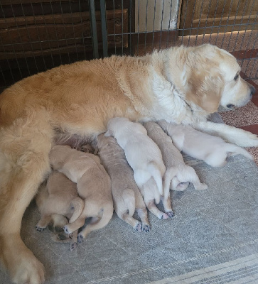 CHIOT 1